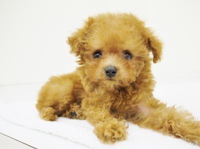 animal_image