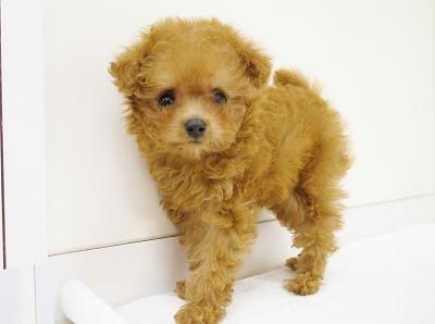 animal_image