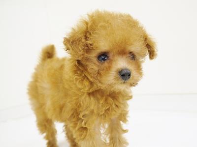 animal_image