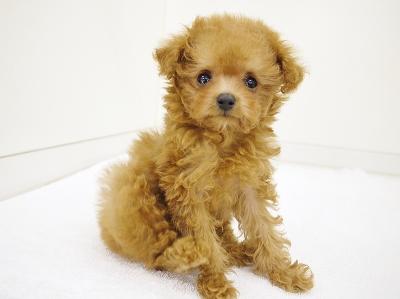 animal_image