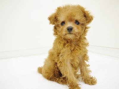 animal_image