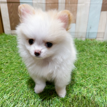 animal_image