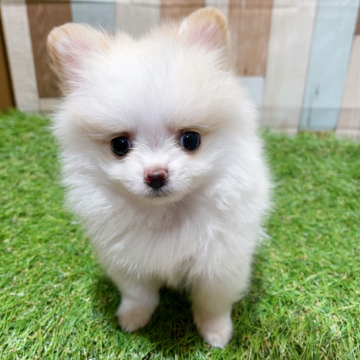 animal_image