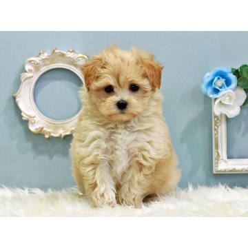 animal_image