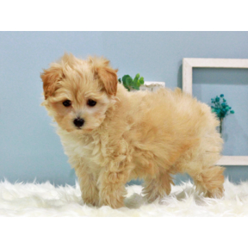 animal_image