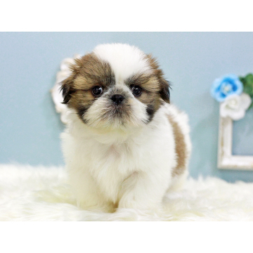 animal_image