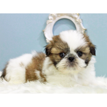 animal_image