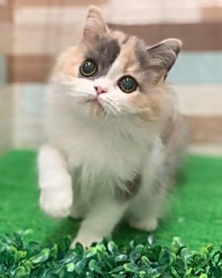 animal_image