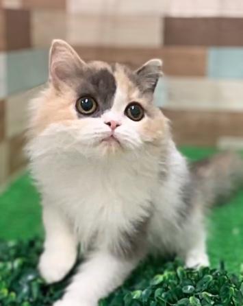 animal_image