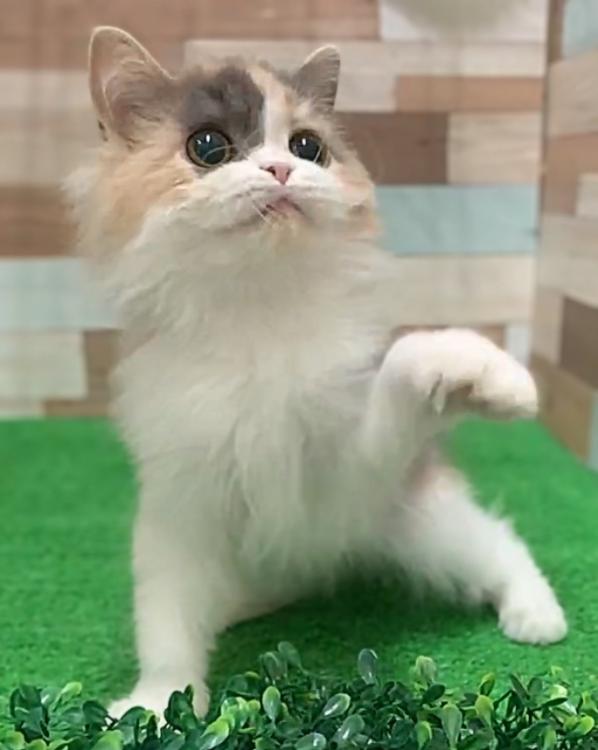 animal_image