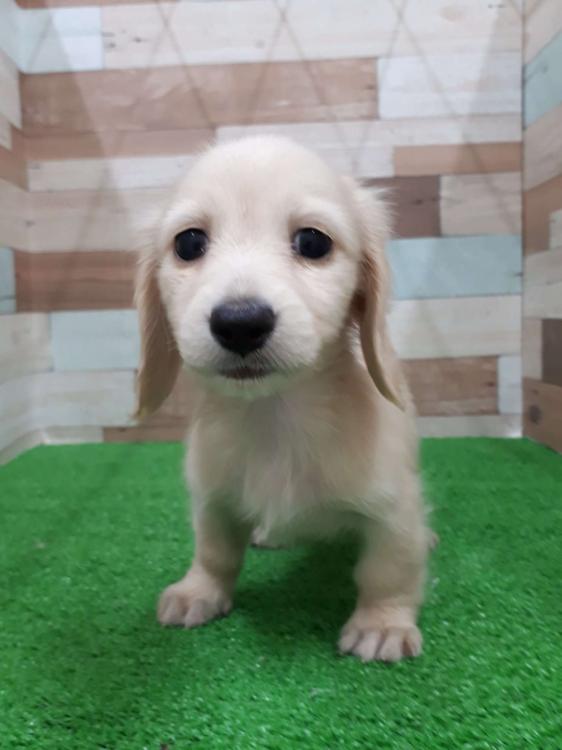 animal_image