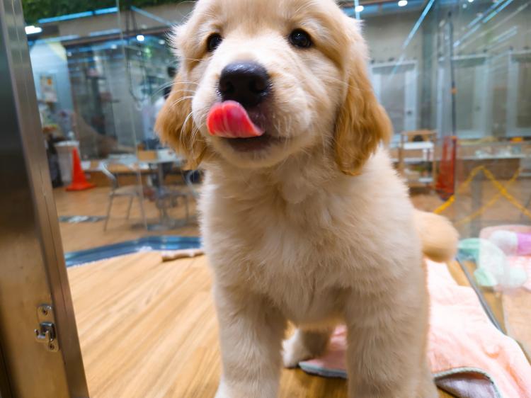 animal_image
