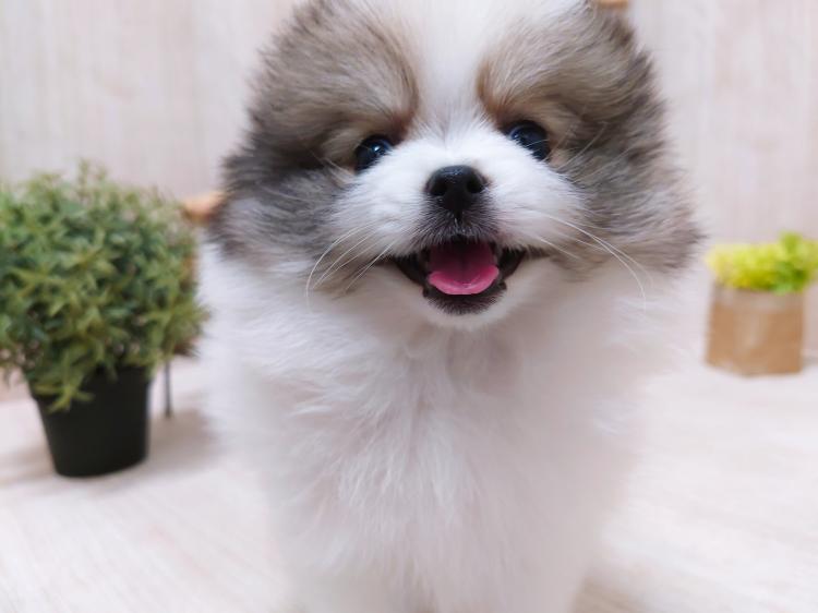 animal_image