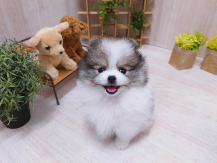 animal_image