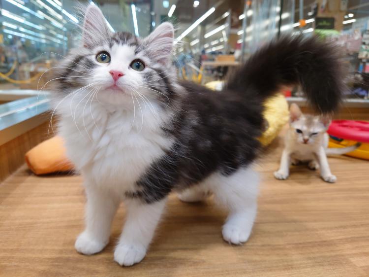 animal_image