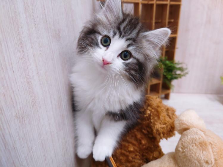 animal_image