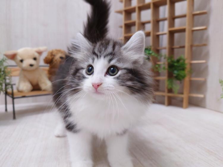 animal_image