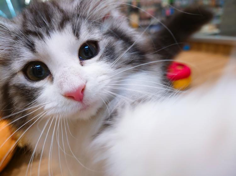 animal_image