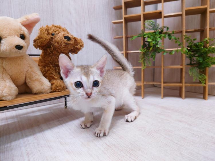 animal_image