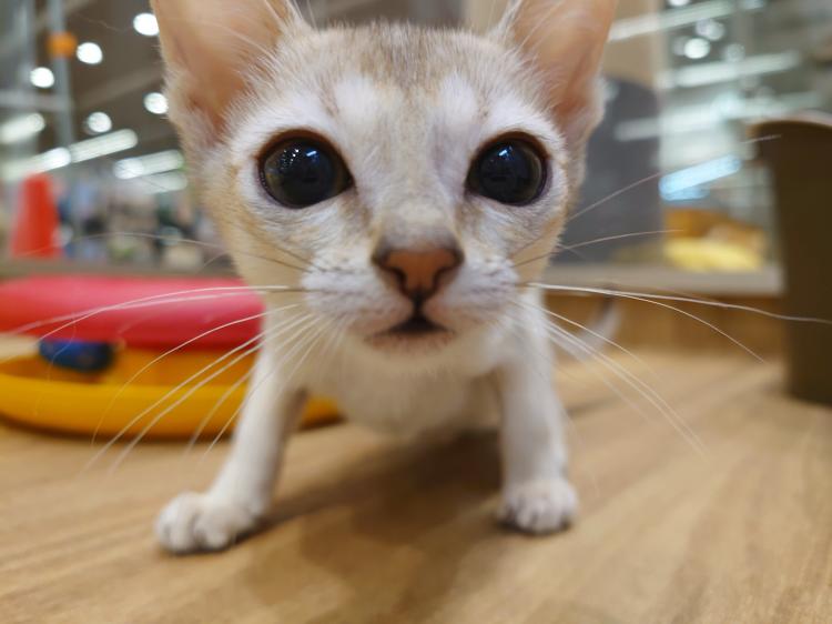 animal_image