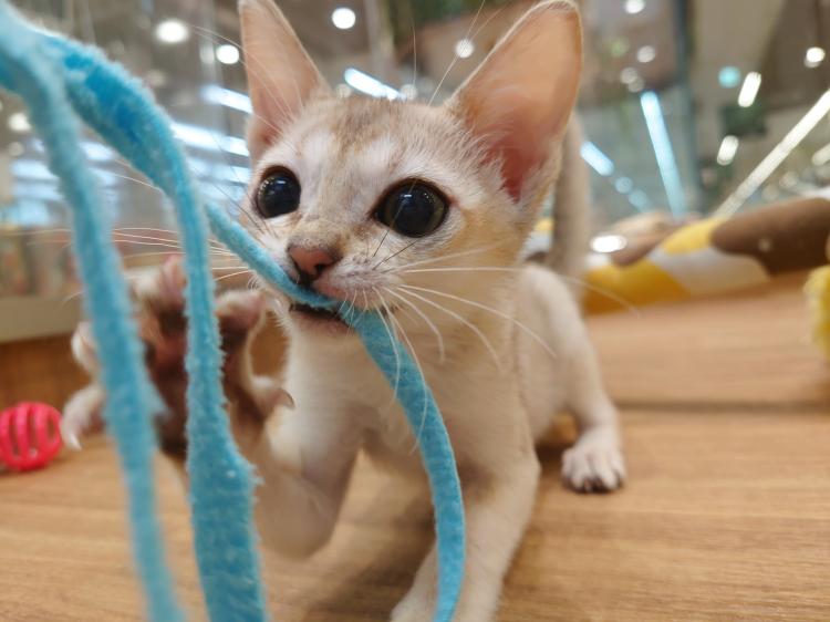 animal_image