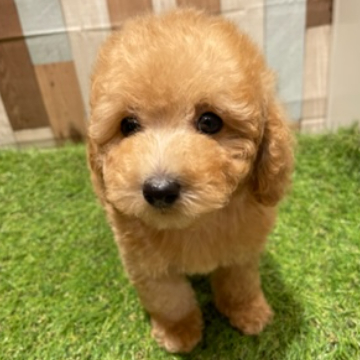animal_image