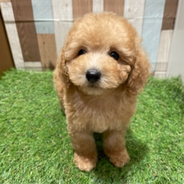 animal_image