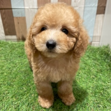 animal_image