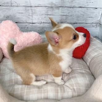 【T♡ちゃんページ】 ☆チワックスさんとコーギーさん☆ 元気な男の子軍団がキター！ 🐶ひみつきちなう！①🐶 (コーギー
