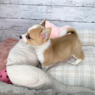 ペットショップ犬の家 吹田店のミックスの詳細【ハローべいびぃ】