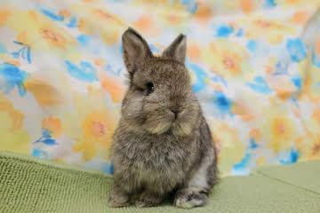 animal_image