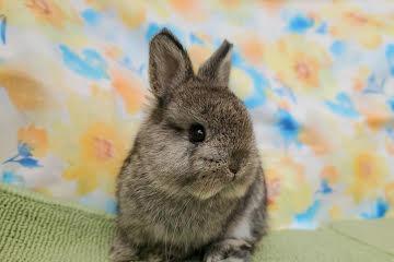 animal_image