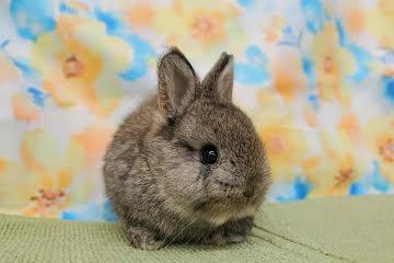animal_image