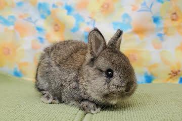 animal_image