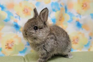 animal_image