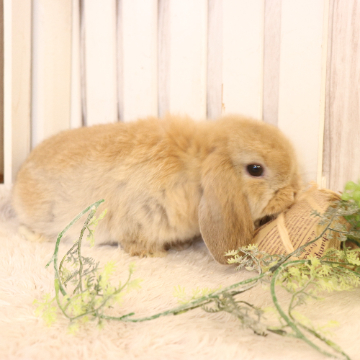 animal_image