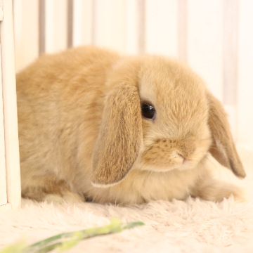 animal_image