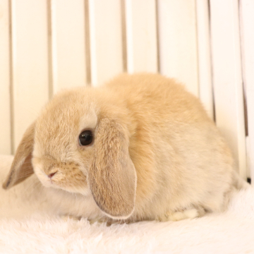 animal_image