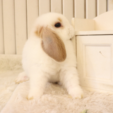 animal_image