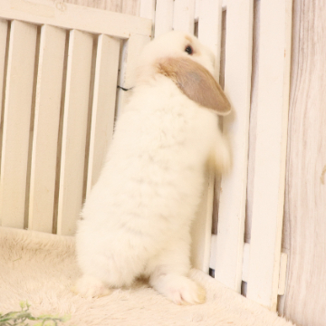 animal_image