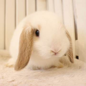 animal_image