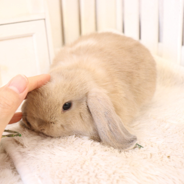 animal_image
