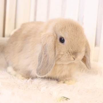 animal_image