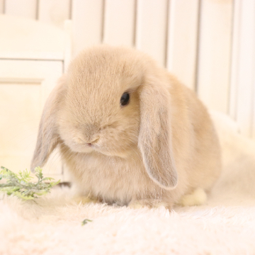 animal_image