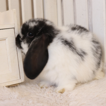 animal_image
