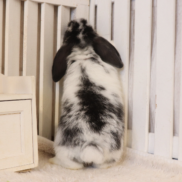 animal_image