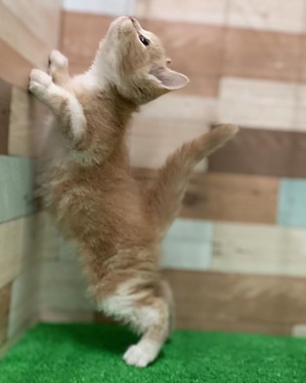 animal_image