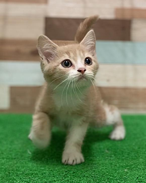 animal_image