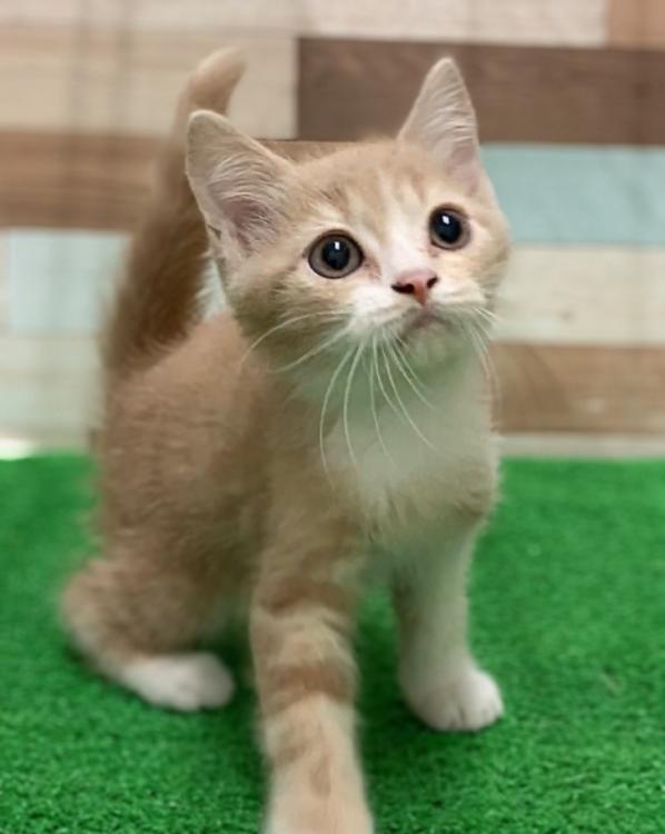 animal_image