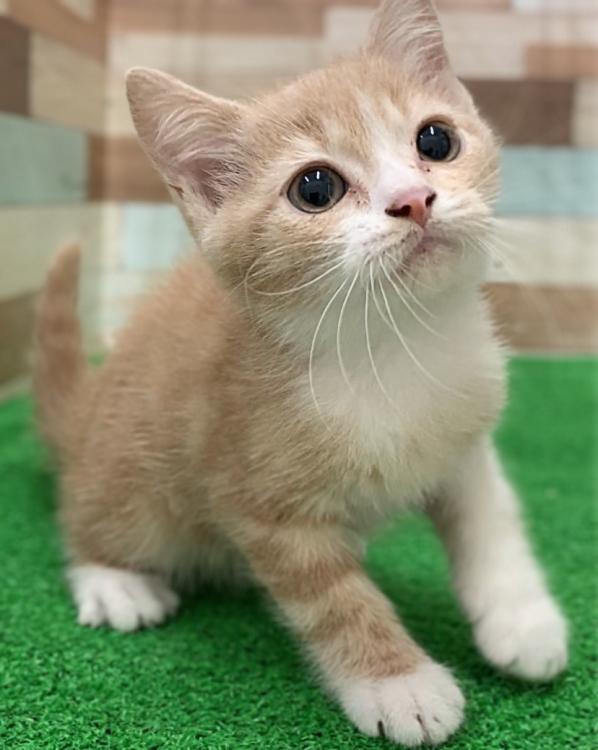 animal_image